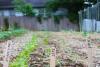 seedleaf garden